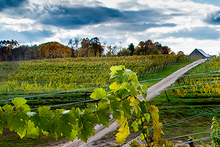 dablon_vineyards dablon_vineyards