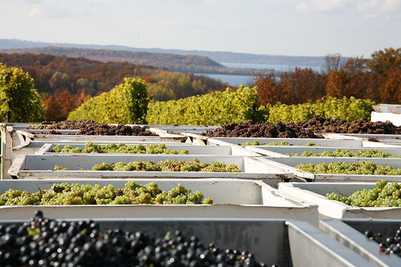 Chateau Grand Traverse Grape Bins