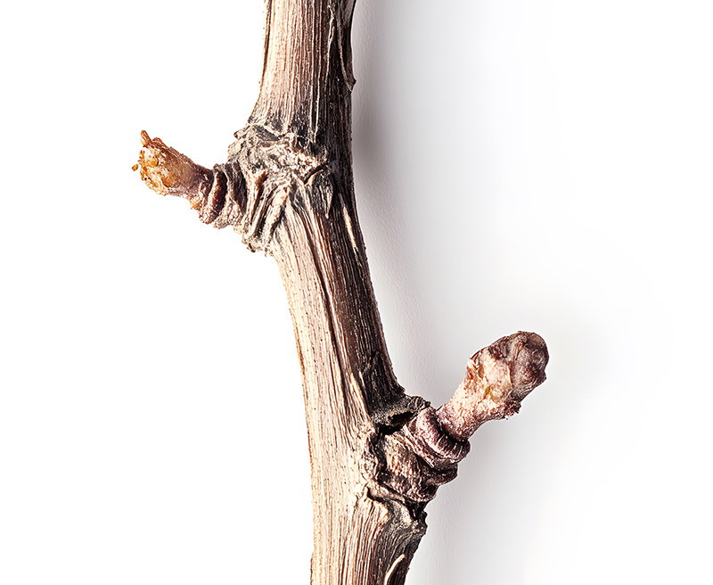 Close-up of a grapevine cutting with dormant buds, showcasing it