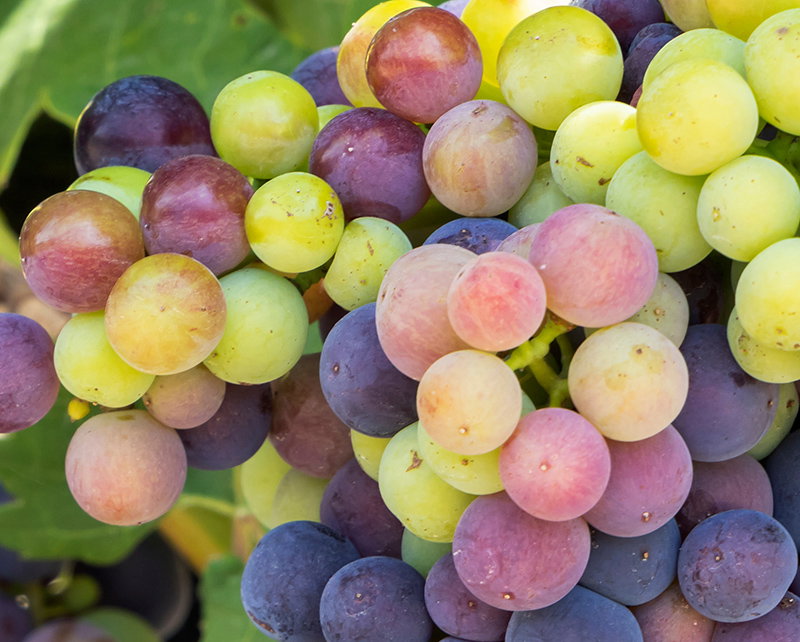 Grape clusters showing veraison on a vine in a sunny vineyard during the ripening stage