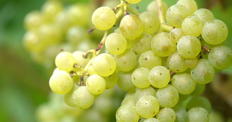 Bunches of green grapes hang from the vines in a garden. The sun shines on the leaves. It is summer, and the grapes are ripe and ready for harvest.