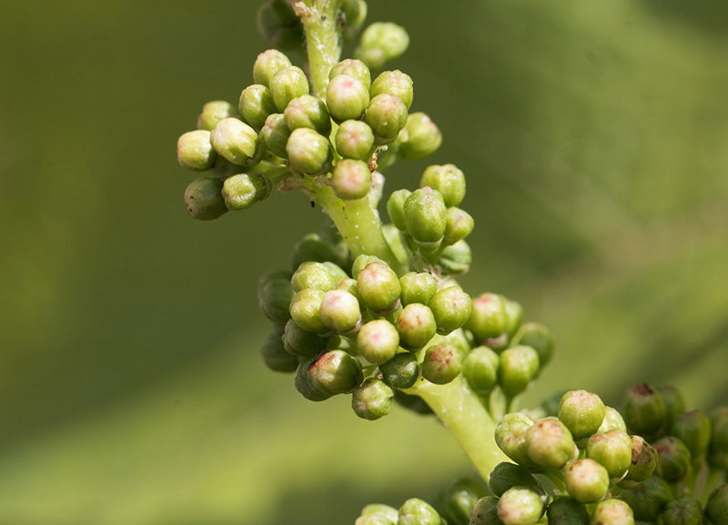 Macro photo of common grape vine buds, Vitis vinifera