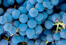 Grape harvest in the vineyard. Close-up of red and black clusters of Pinot Noir grapes collected in boxes and ready for wine production.