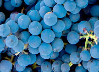 Grape harvest in the vineyard. Close-up of red and black clusters of Pinot Noir grapes collected in boxes and ready for wine production.