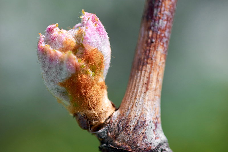 Young inflorescence of grapes on the vine close-up. Grape vine with young leaves and buds blooming on a grape vine in the vineyard. Spring buds sprouting