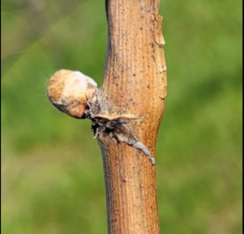 bud swell