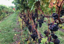 Merlot grape growing on the vine