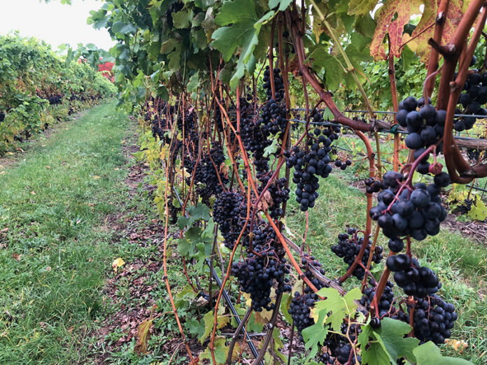 Merlot copy Merlot grape growing on the vine